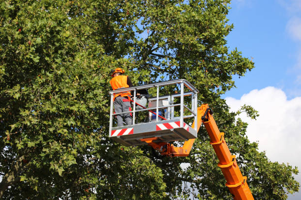 Best Tree Root Removal  in Pine Bluff, AR